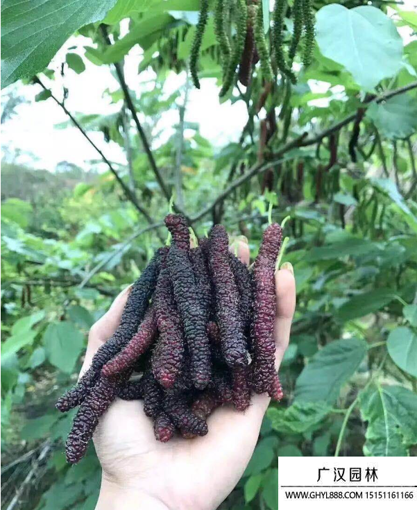 果桑種子