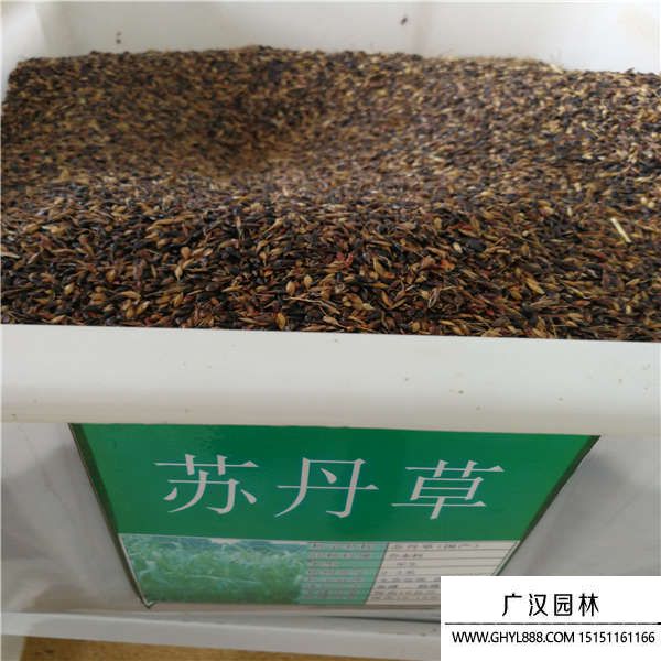 蘇丹草種子