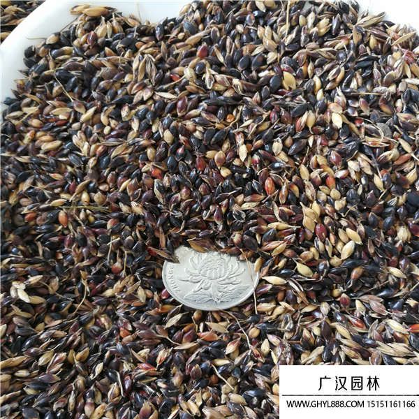 蘇丹草種子