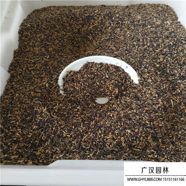 蘇丹草種子