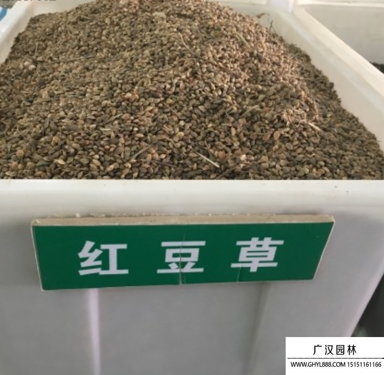 紅豆草種子