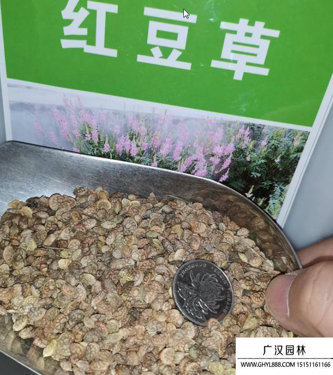 紅豆草種子