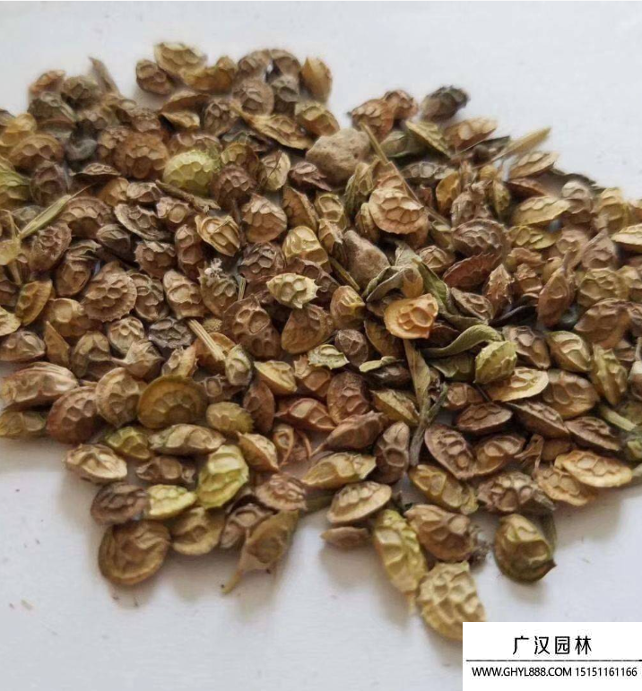 紅豆草種子