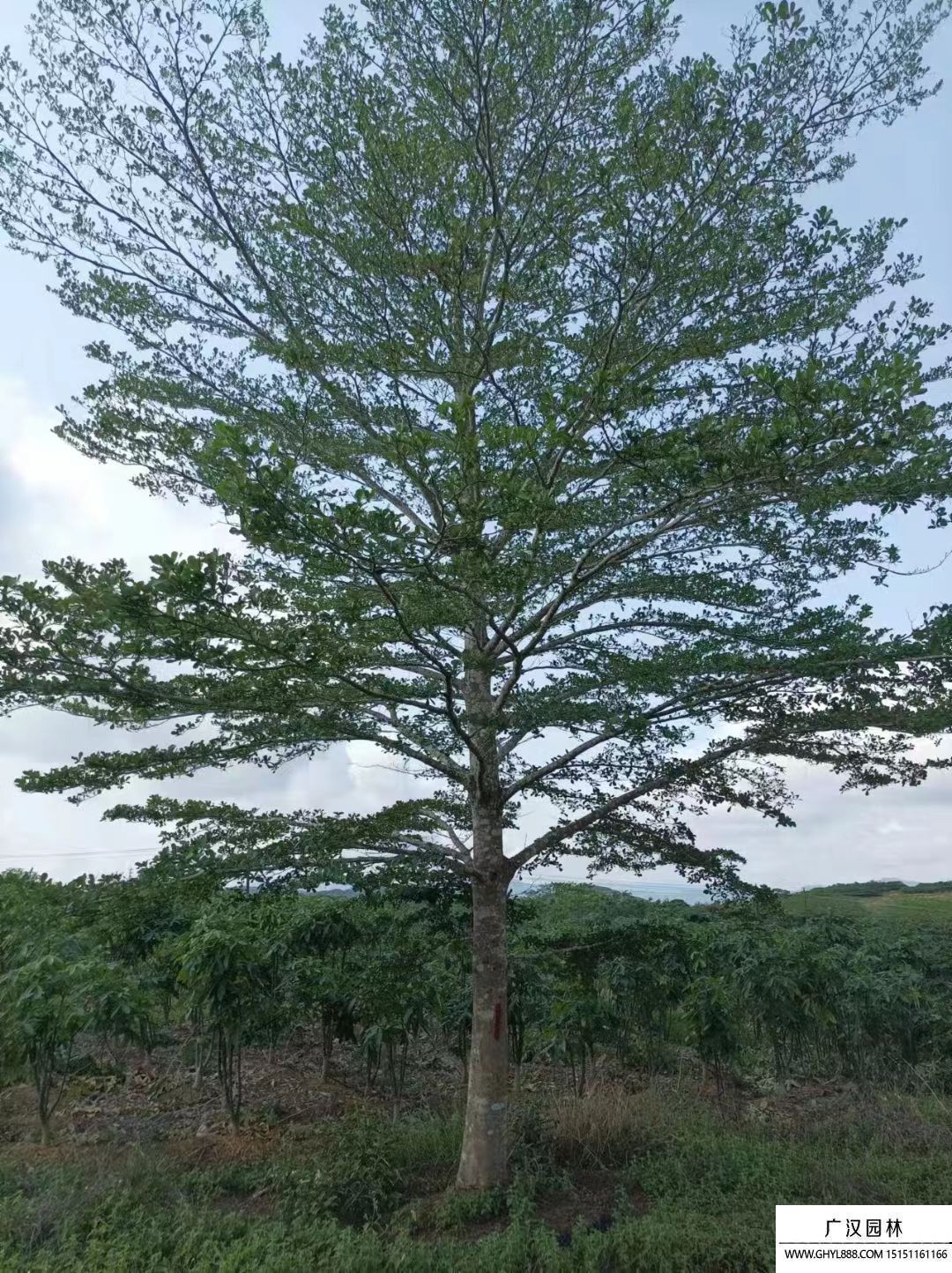小葉欖仁 