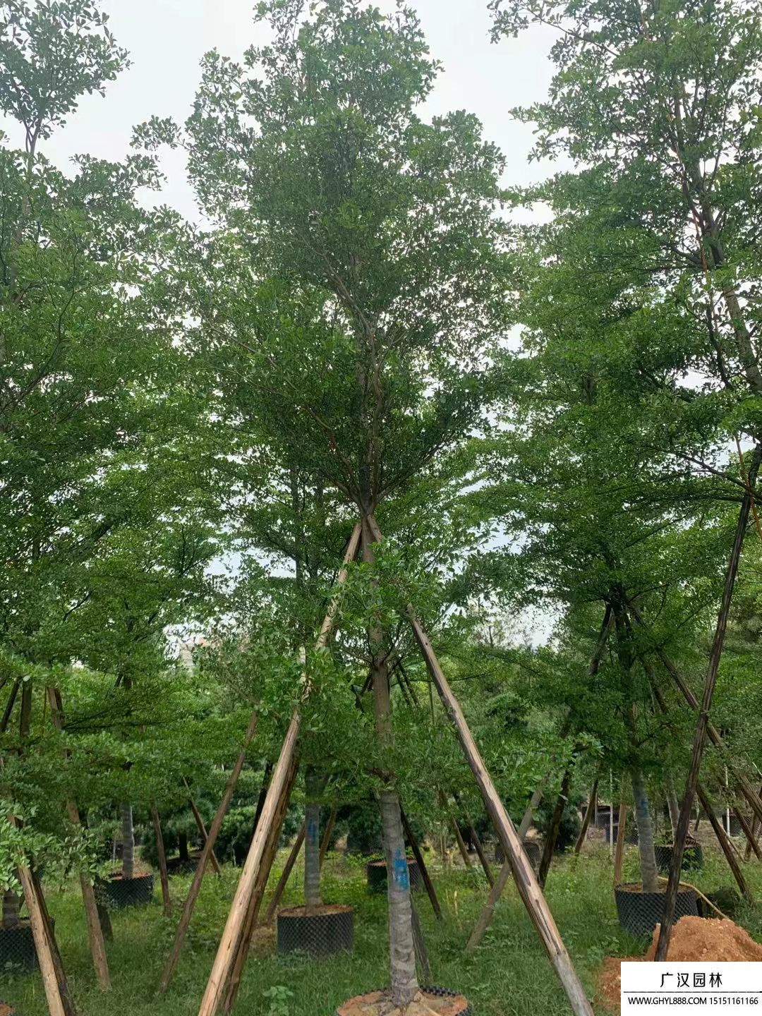 小葉欖仁 