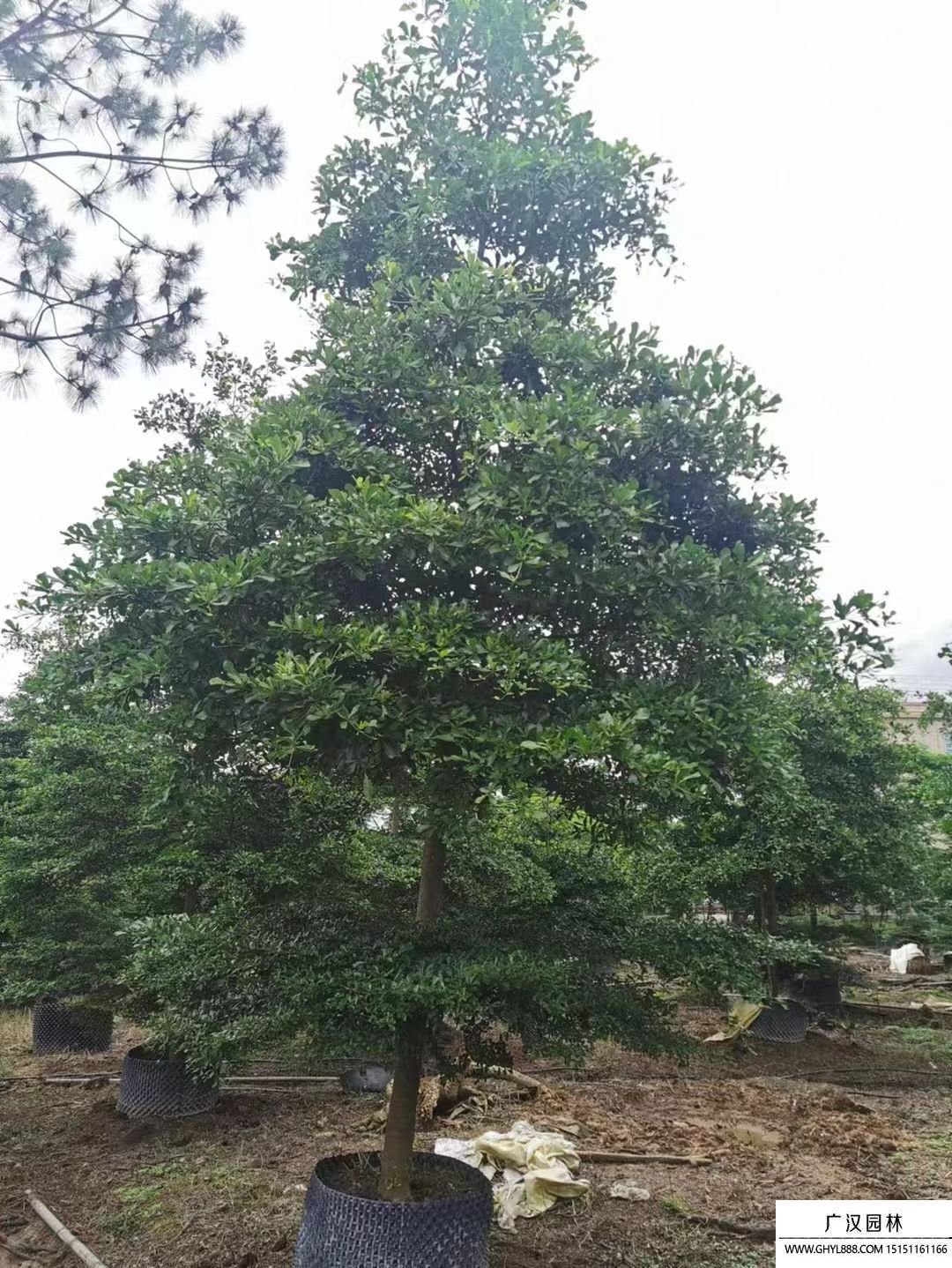 小葉欖仁 