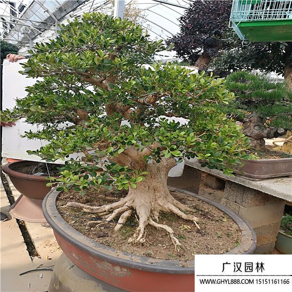 造型黃楊