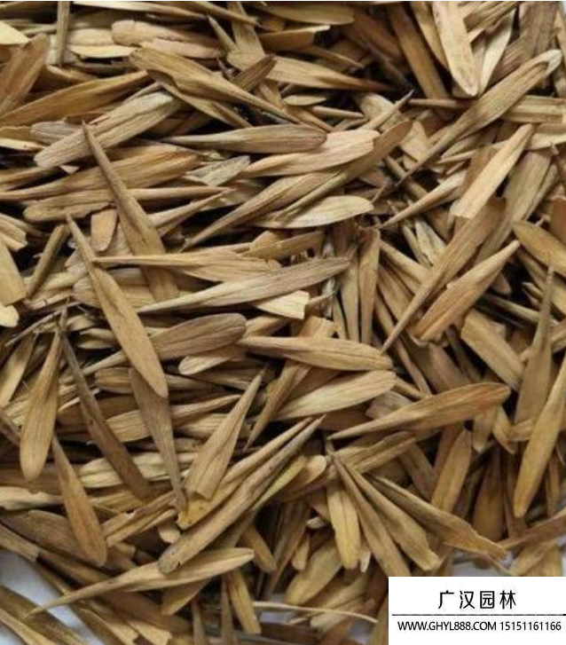 金葉白蠟種子