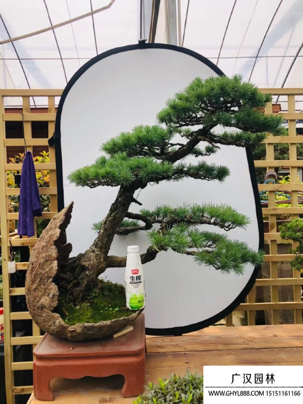 那須五葉松盆景