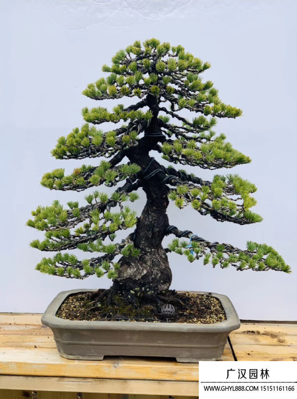 那須五葉松盆景