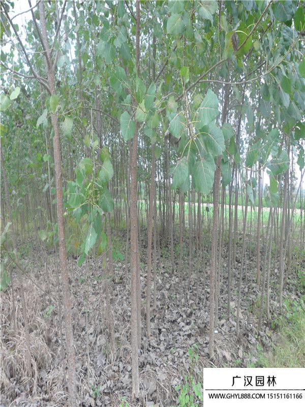 楊樹苗
