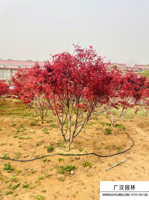 紅楓地景樹