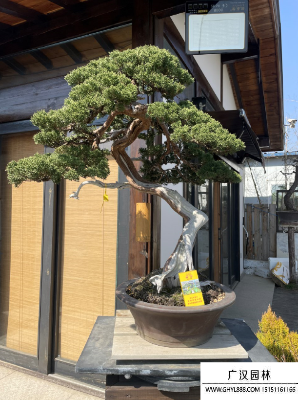 系魚川真柏盆景