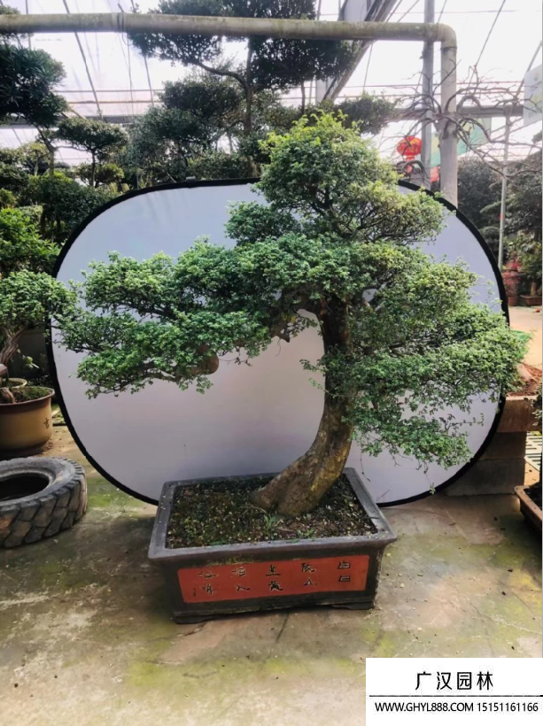榆樹盆景