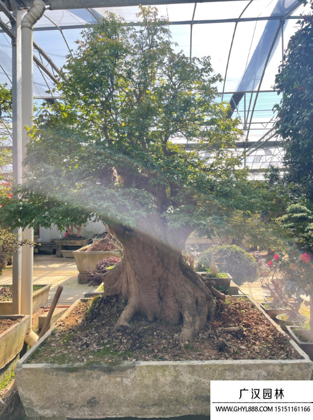 三角楓盆景
