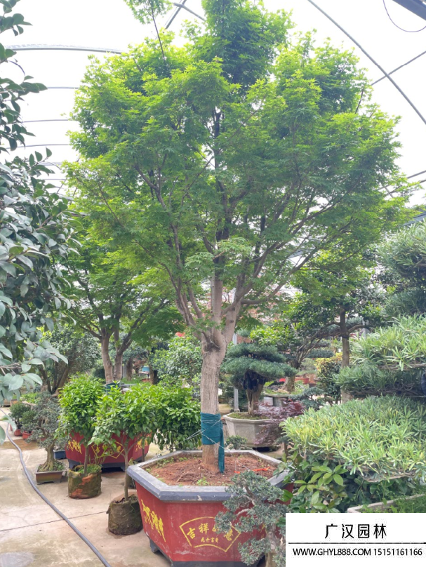 雞爪槭盆景