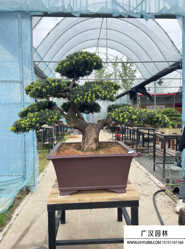 羅漢松