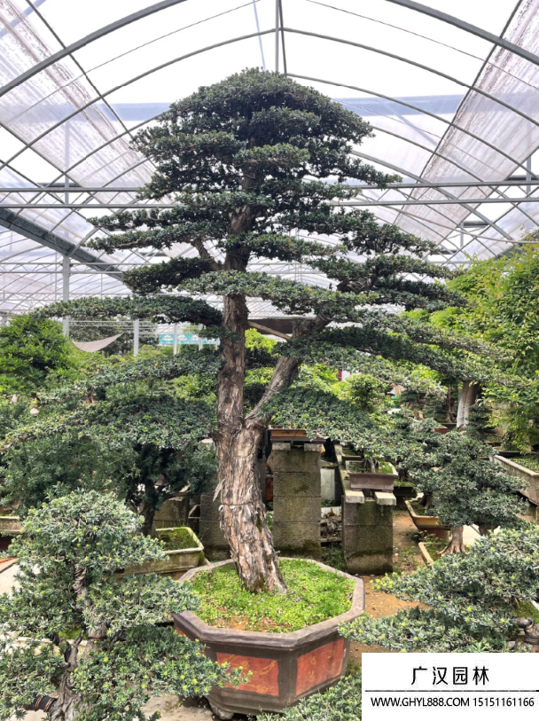 羅漢松