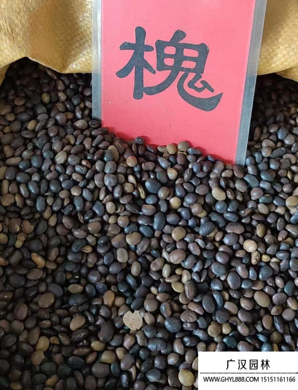 國槐樹種子