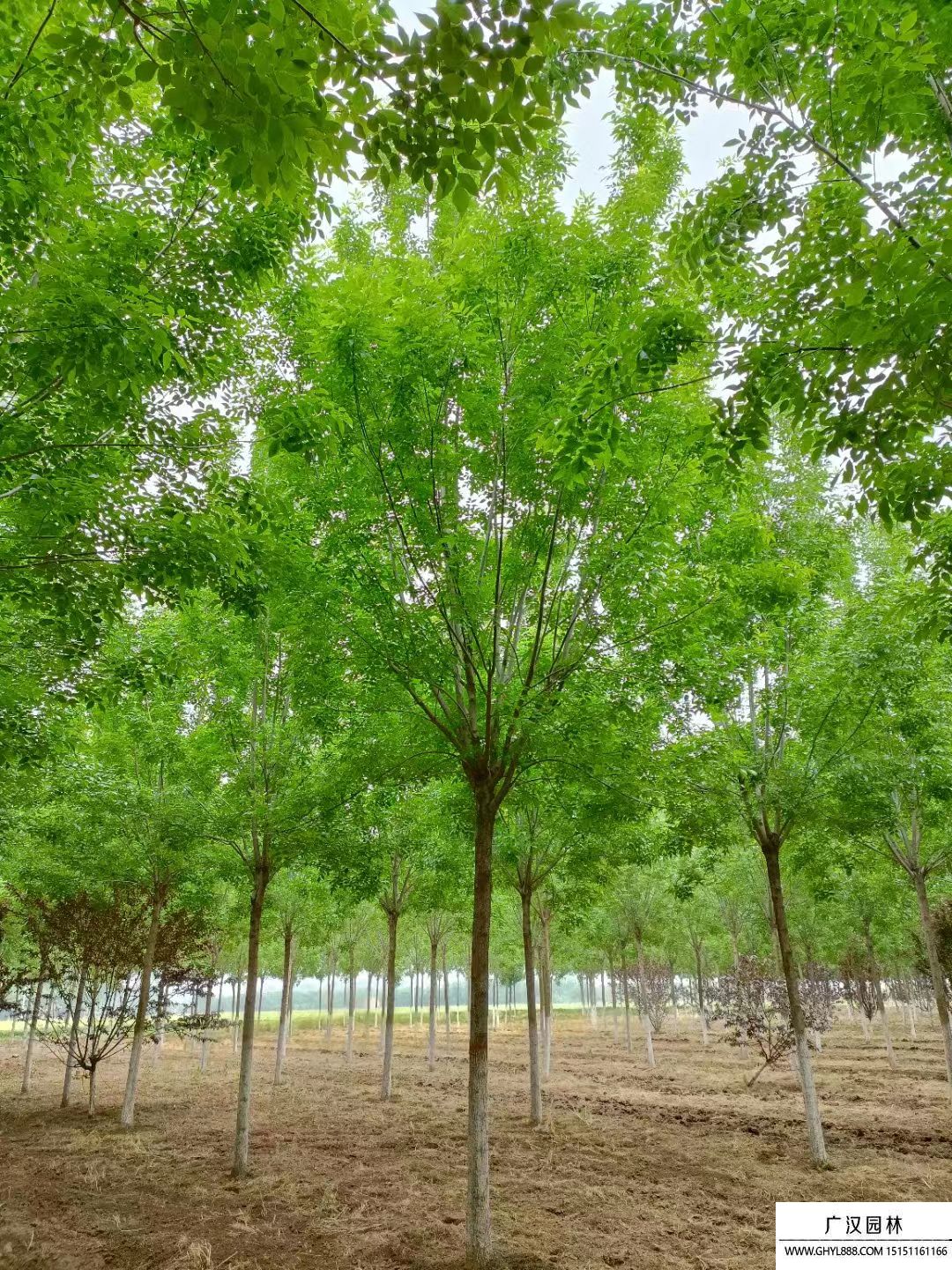 白蠟樹