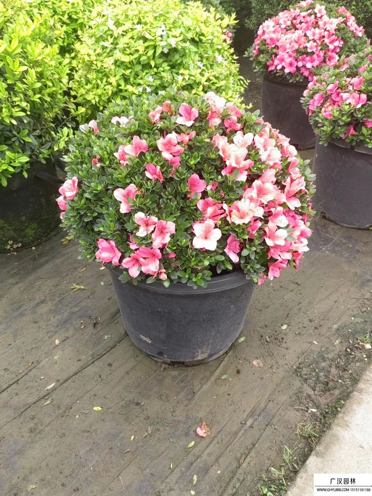 紫鵑球