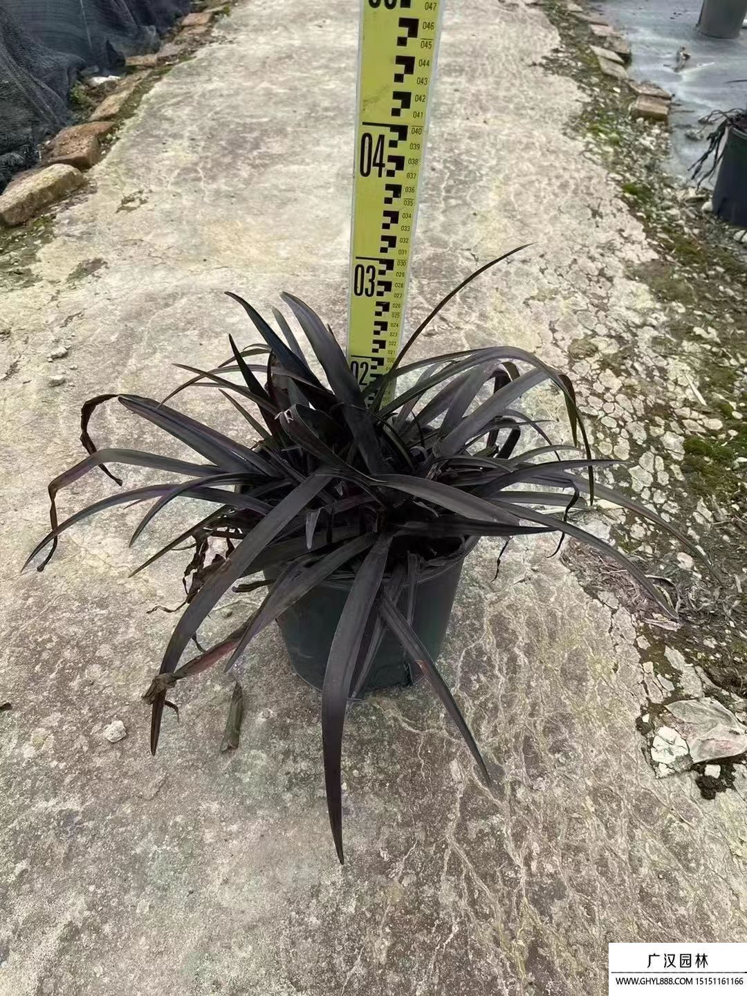 紫葉文殊蘭 