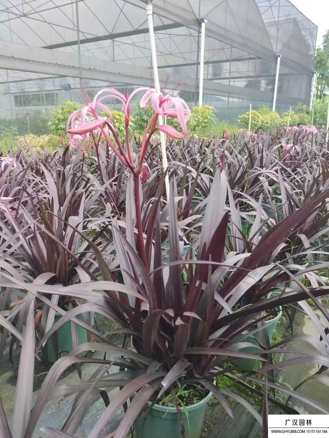 紫葉文殊蘭 