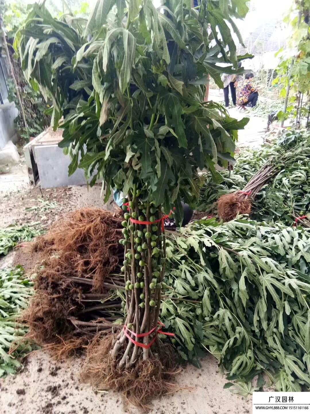 無花果小苗