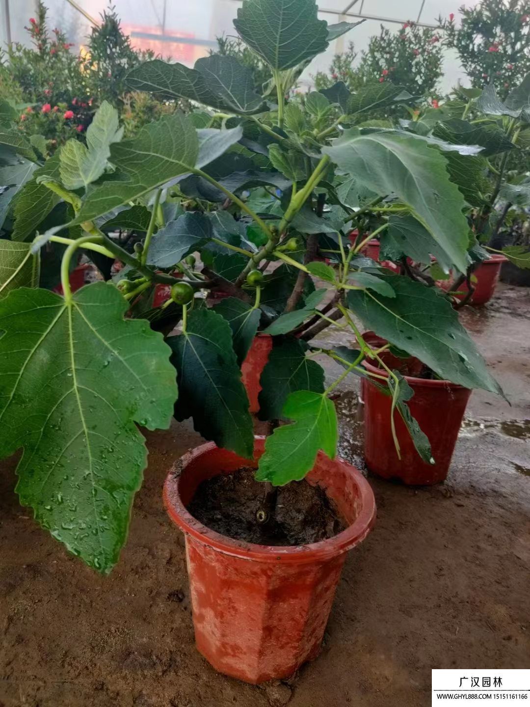 無花果小苗