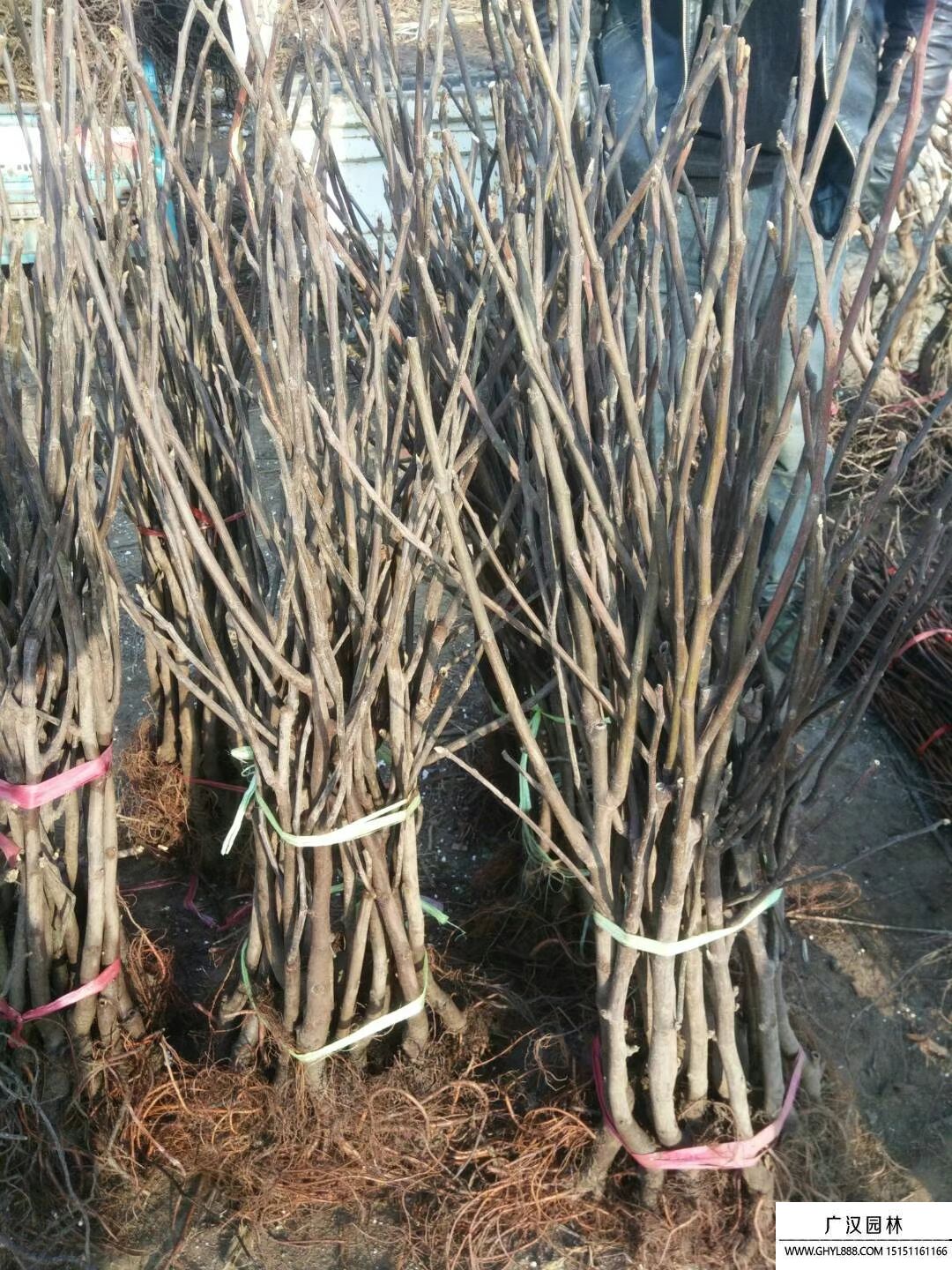 無花果