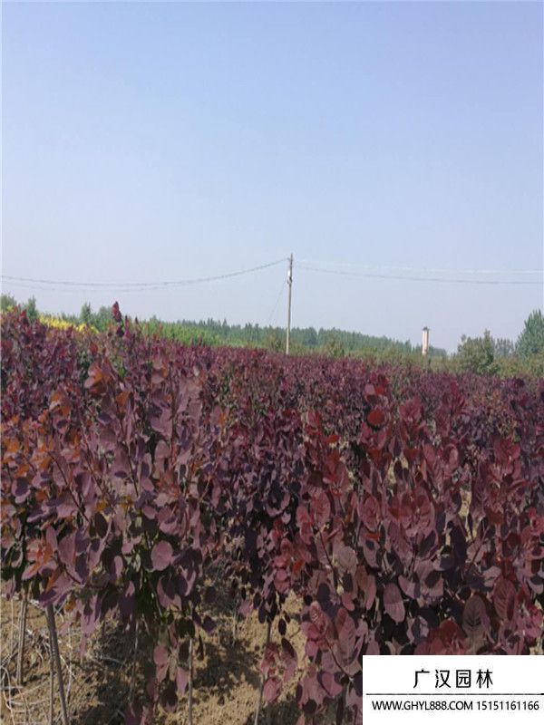 紅櫨