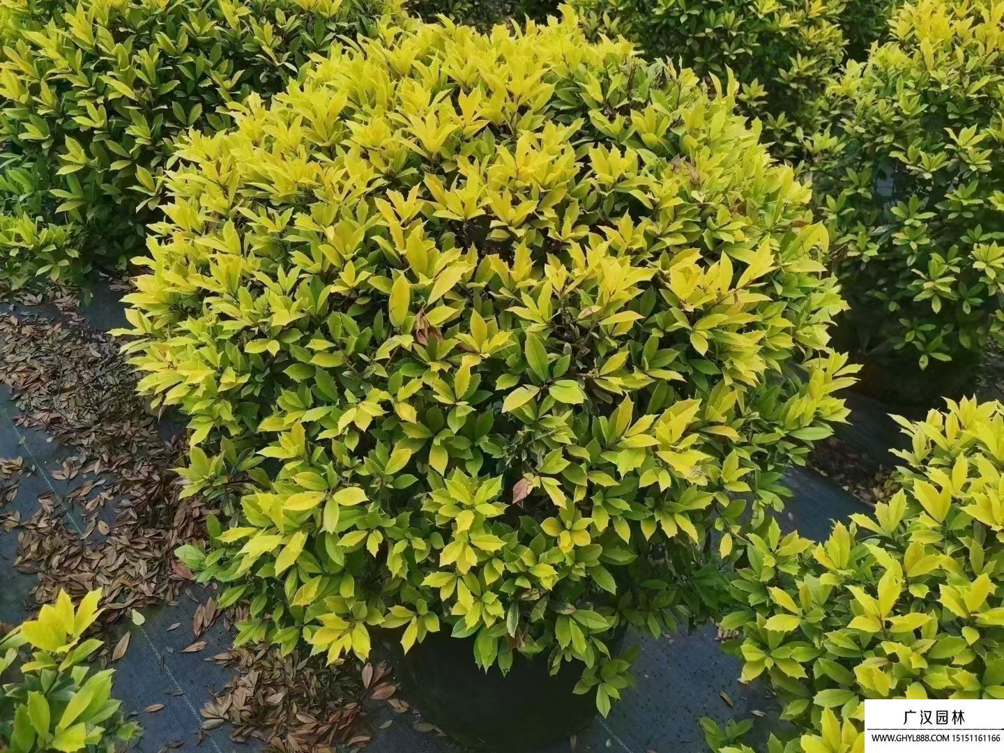 黃金枸骨球