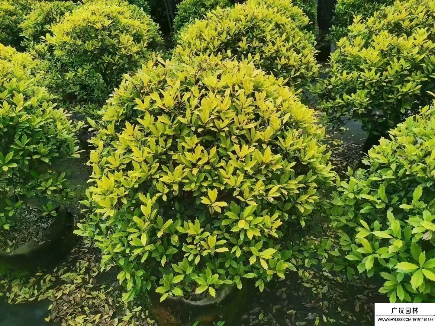 黃金枸骨球