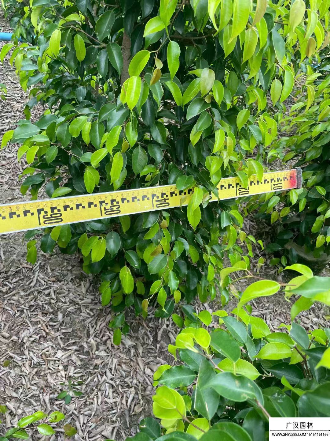 垂榕樹