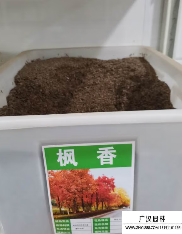 楓香樹種子