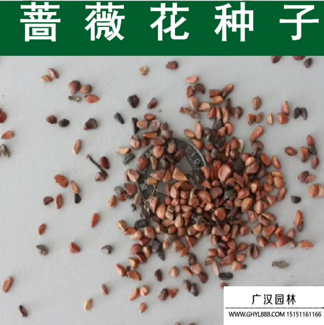 薔薇花種子