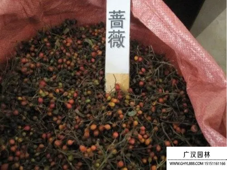 薔薇種子