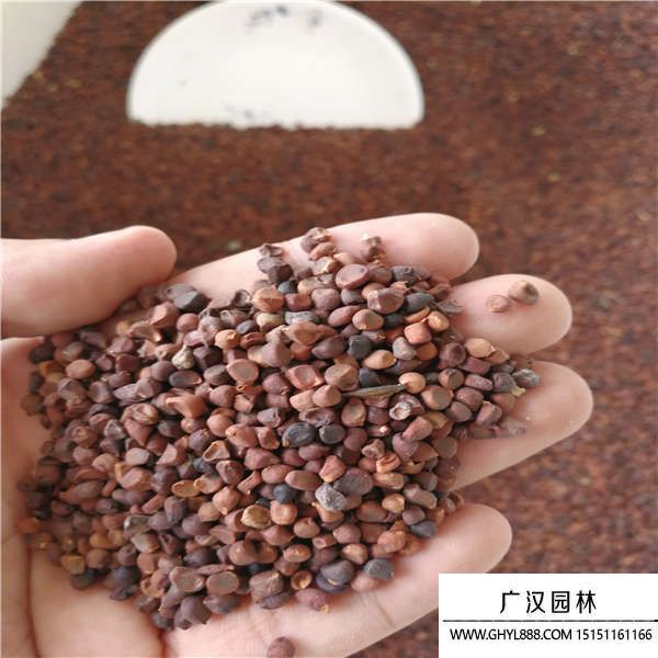 馬蘭花種子