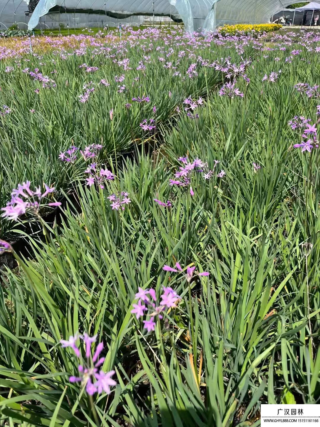 紫嬌花