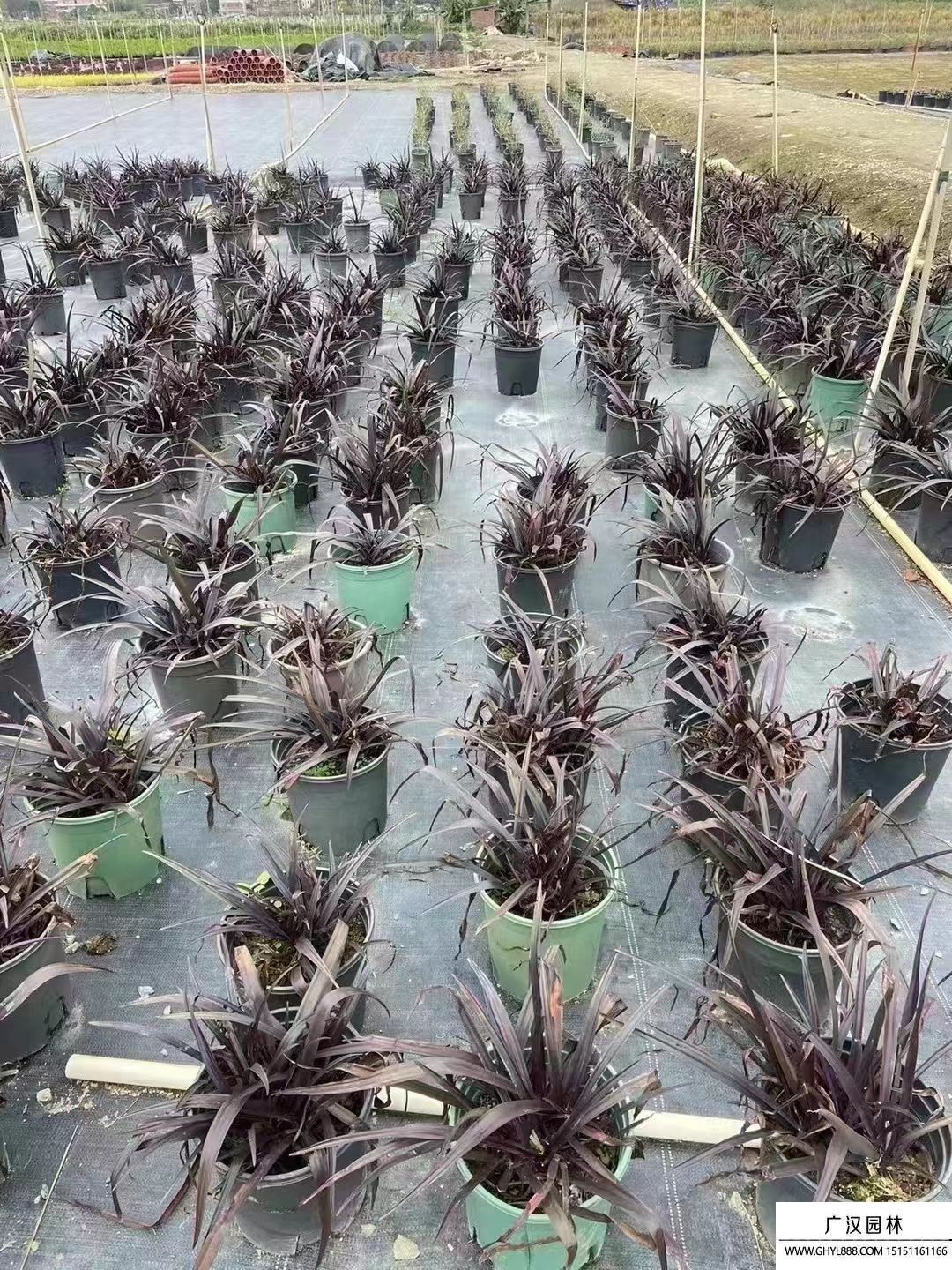 紫葉文殊蘭