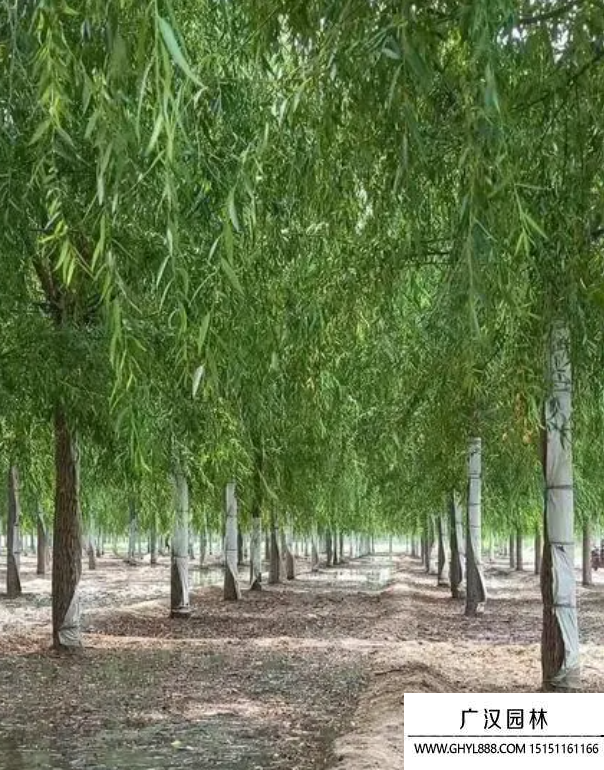 柳樹
