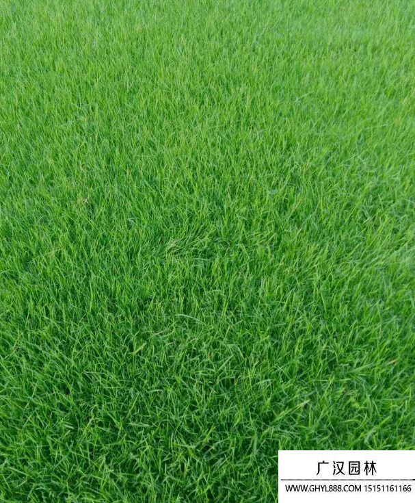 果嶺草