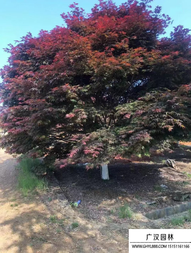 紅楓