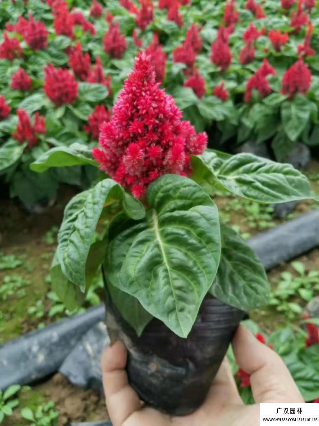 雞冠花