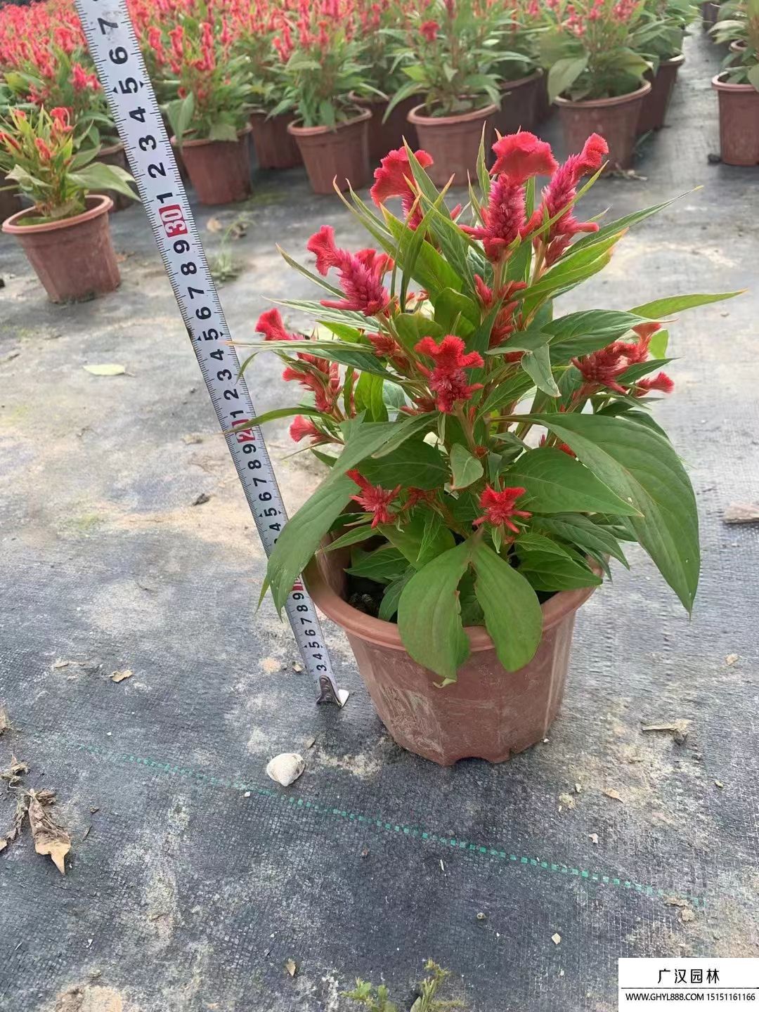 雞冠花