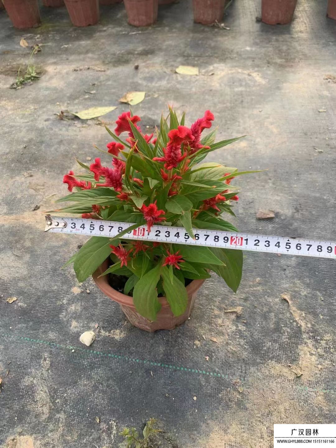 雞冠花