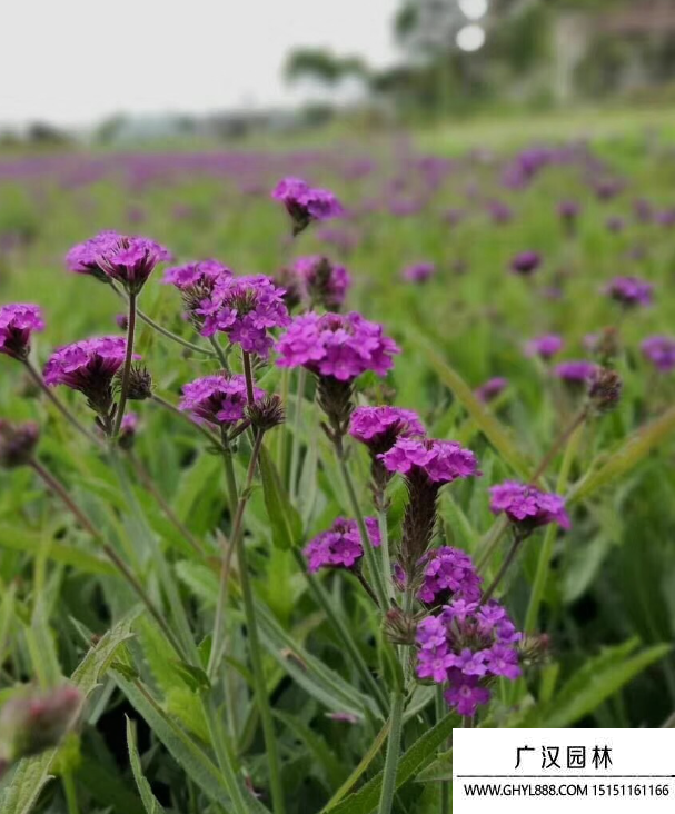 馬鞍花