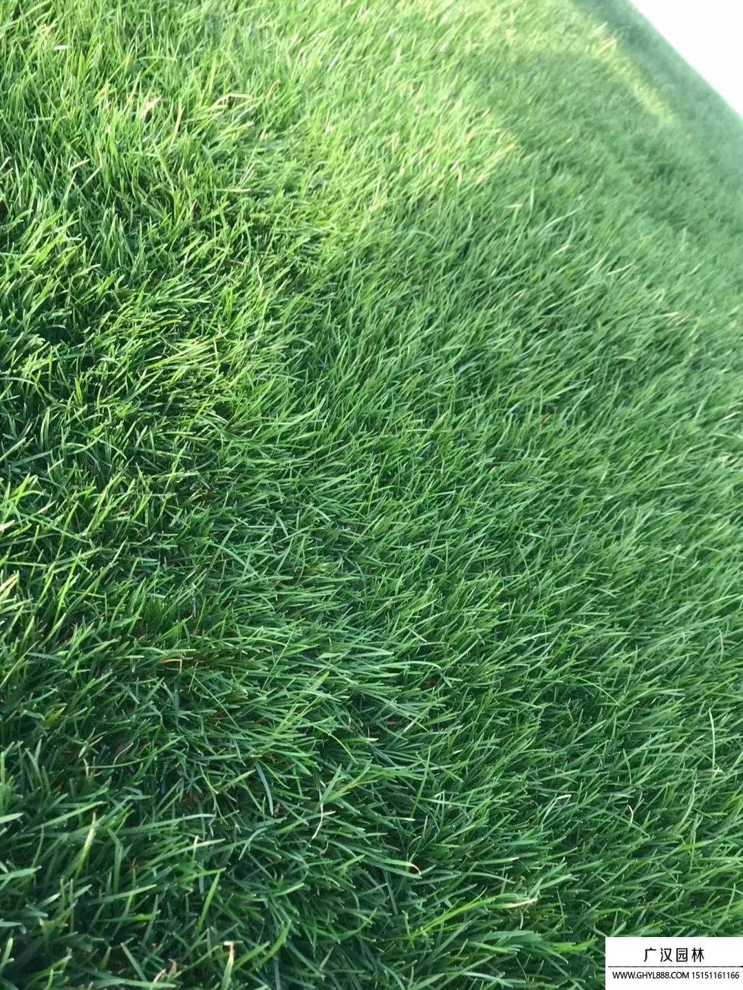 黑麥草 