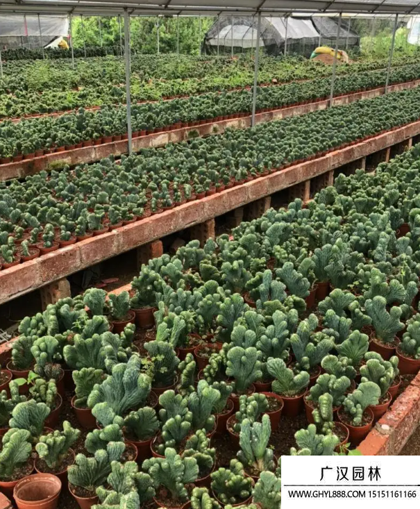 仙人掌