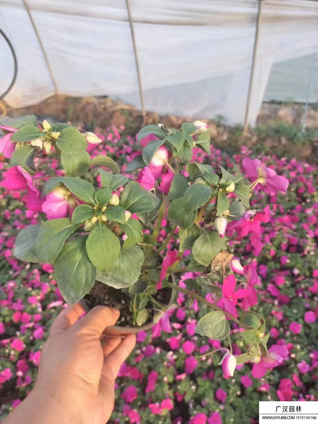 鳳仙花